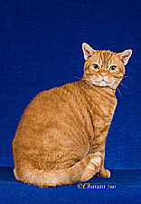 18_Richson Orange julius